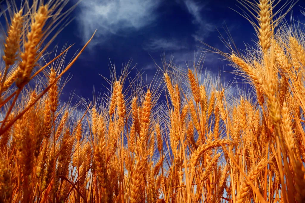 пшеница фуражная в Ставрополе