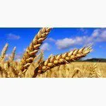 закупаем ПРОРОСШУЮ пшеницу с места.. в Ставрополе