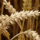 «Пестрая урожайность» и 8,6 млн тонн зерна: итоги сезона 2021 в Ставропольском крае