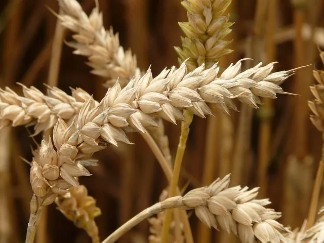 «Пестрая урожайность» и 8,6 млн тонн зерна: итоги сезона 2021 в Ставропольском крае