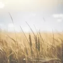 Ставрополье увеличит площади под производство семян озимой пшеницы
