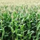 Гибриды кукурузы российской селекции сеют на полях Ставрополья
