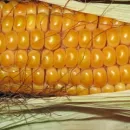 Ставропольские ученые ведут селекцию гибридов кукурузы от ранних до поздних групп спелости