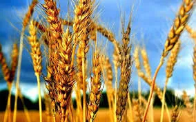 фотография продукта Закупаем пшеницу с любым проростом...
