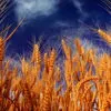 пшеница фуражная в Ставрополе