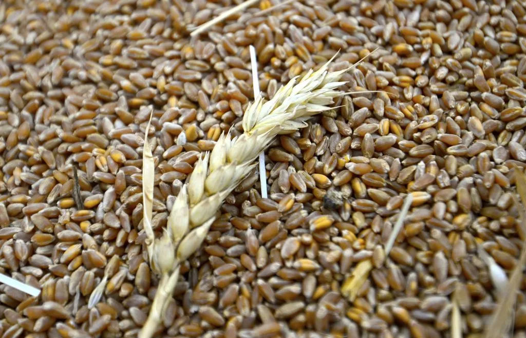 зерно пшеницы в Ставрополе 2