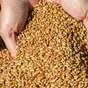 закупка пшеницы гороха просо в Светлограде