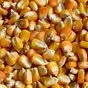 кукуруза 1200 тонн в Ставрополе и Ставропольском крае