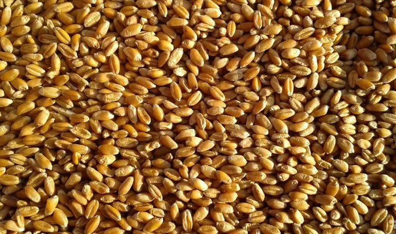 фотография продукта Пшеница 4 класс
