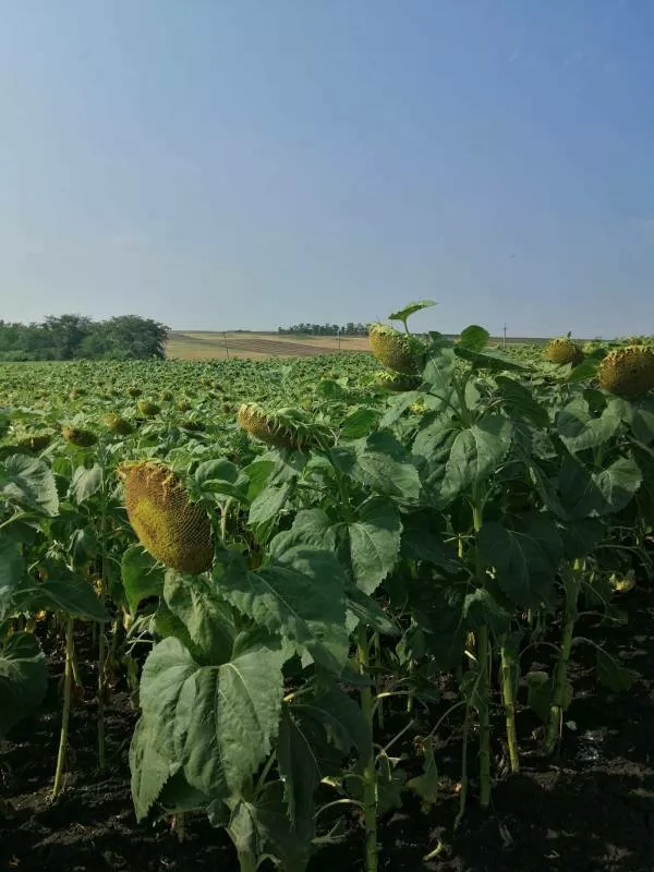 земля сельхозназначения 204 га  в Ставрополе и Ставропольском крае 6