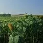 земля сельхозназначения 204 га  в Ставрополе и Ставропольском крае 6