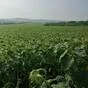 земля сельхозназначения 204 га  в Ставрополе и Ставропольском крае 4