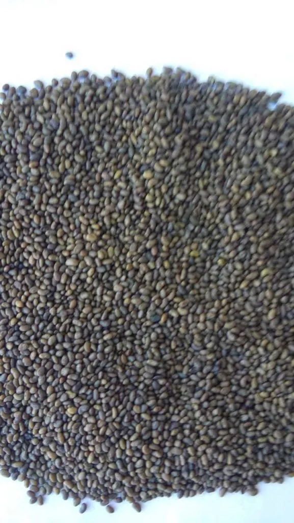 фотография продукта Семена люцерны